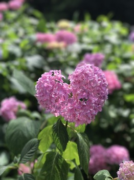 170618-1.JPG