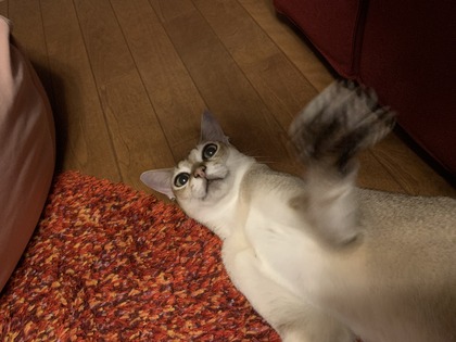 A4563E70-791E-40EF-9142-CEE6E46A8CAA.jpeg