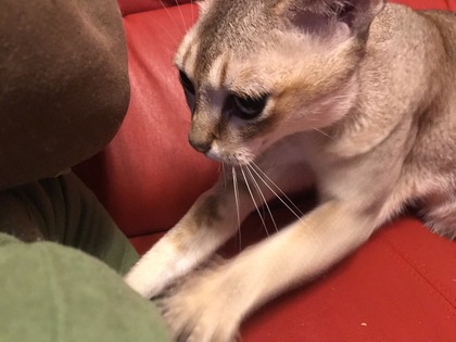 C6345547-CCF0-466A-8A05-C7B2F38AE9AA.jpeg
