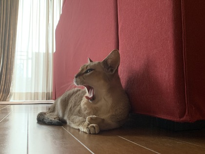 D495C234-6951-43BB-8147-44AFEB5231CE.jpeg