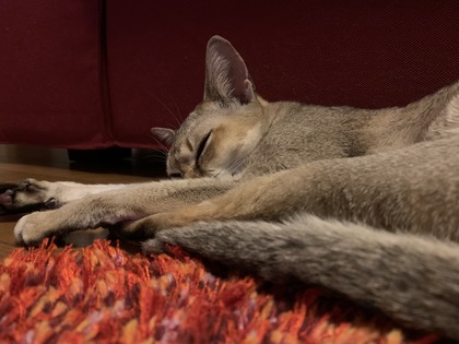 D4F03500-90C4-4D7F-AD32-91A7677BAD81.jpeg